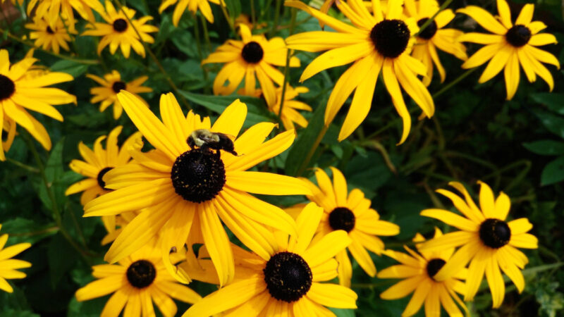 75% of plant species need pollinators